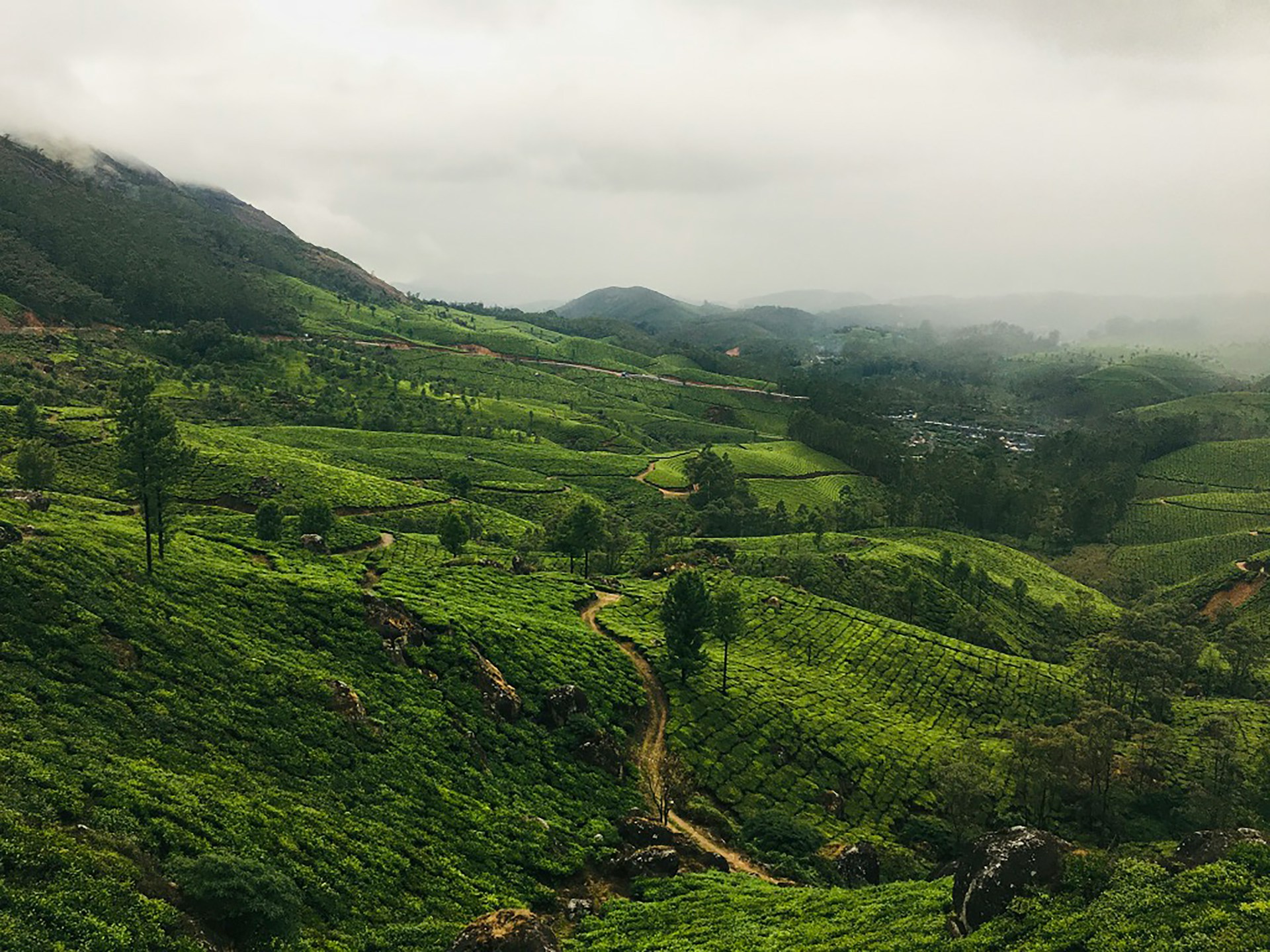 Plantations de thé Munnar